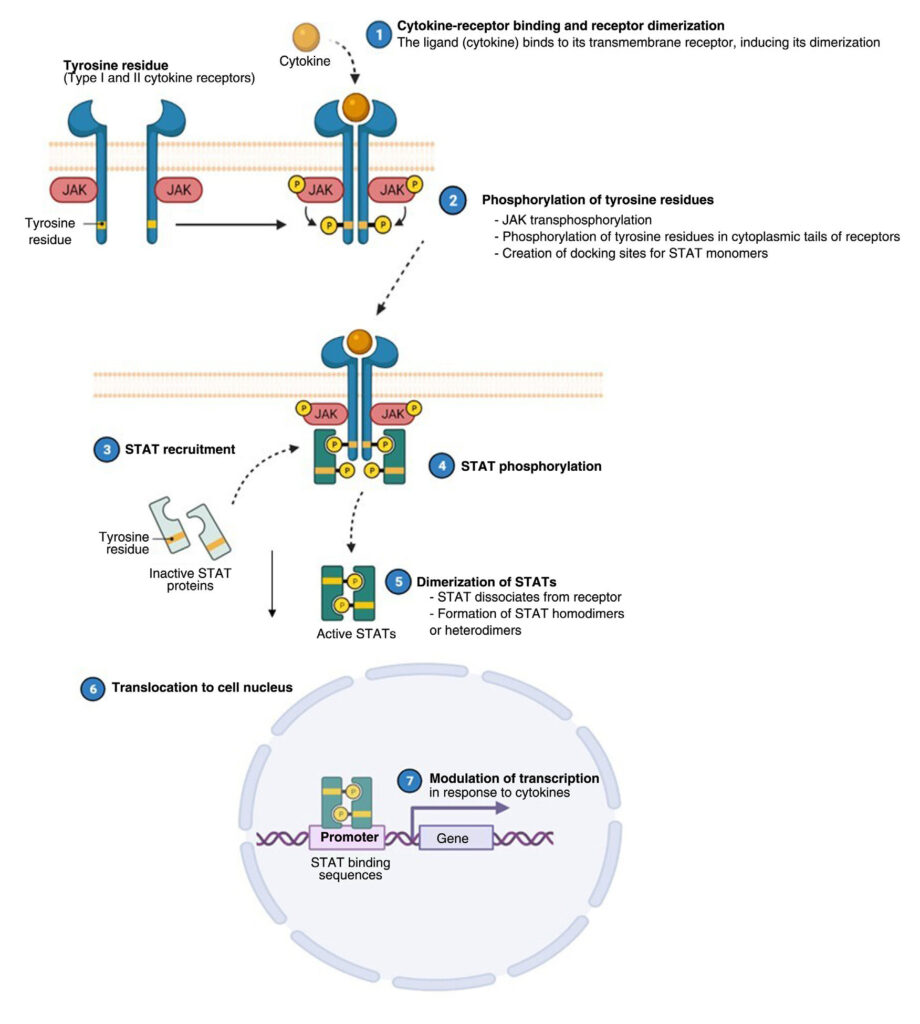 Inhibidores de JAK en dermatitis atópica - 1