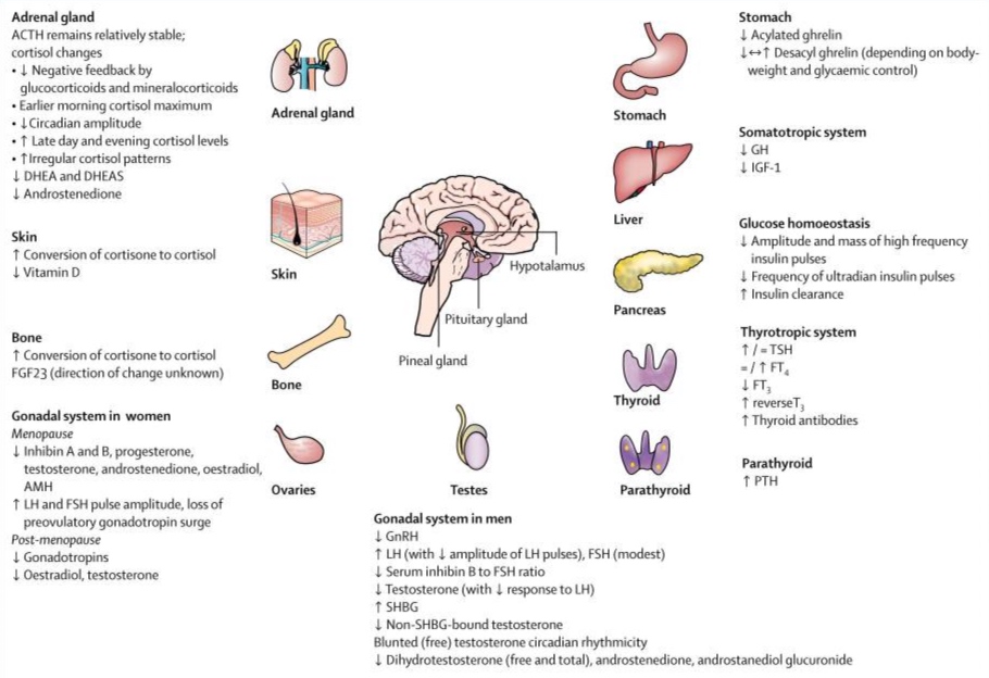 2 Andropausia diabetes