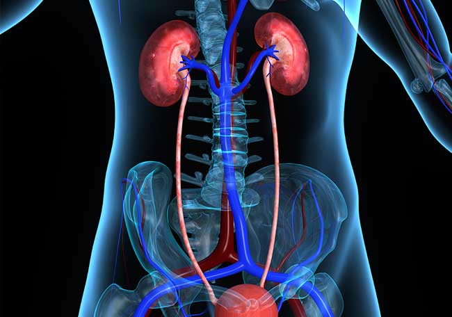 1 Enfermedad renal diabética