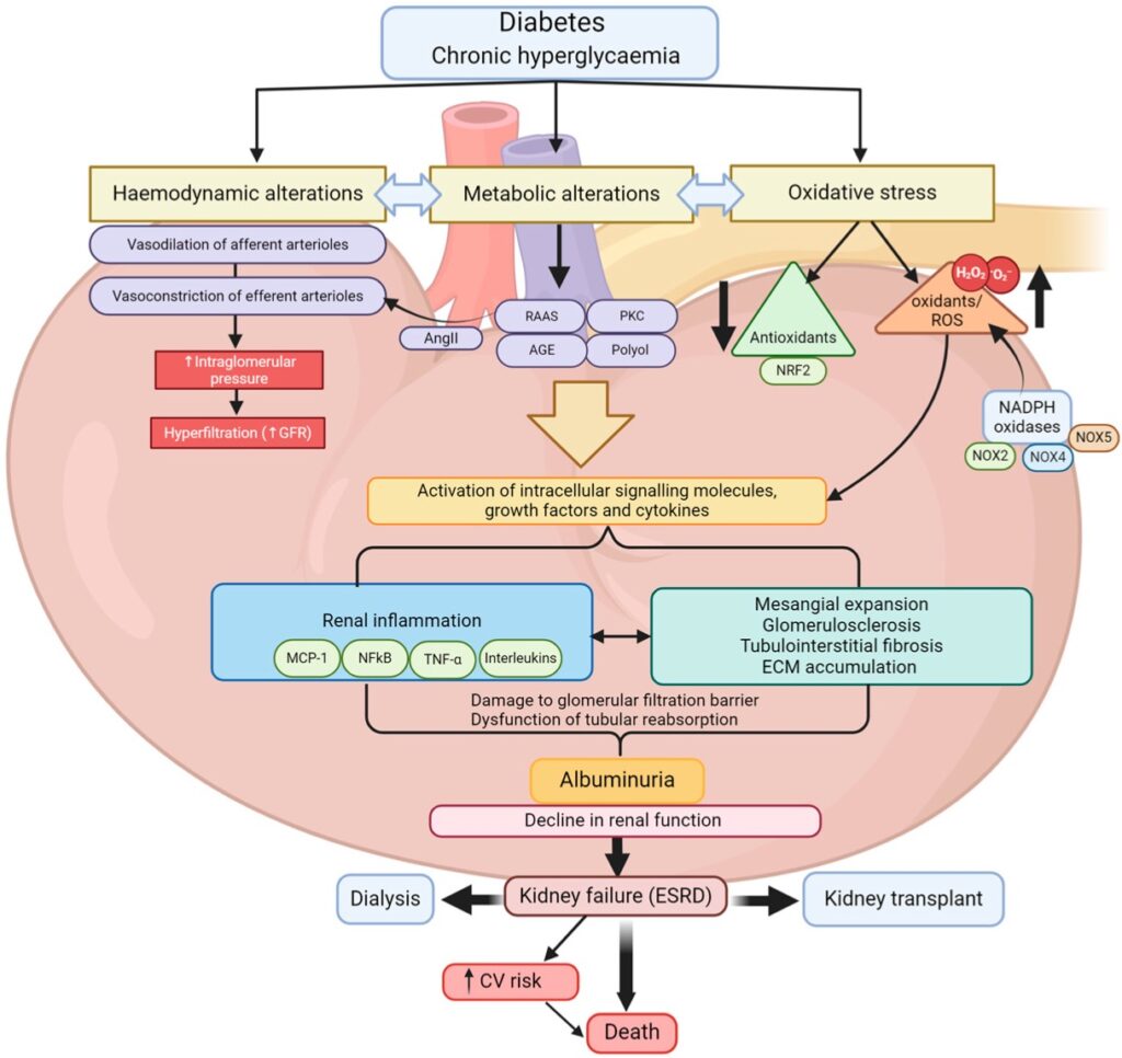 2 Enfermedad renal diabética