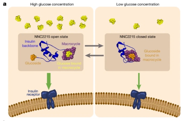 3 Insulina sensible glucosa
