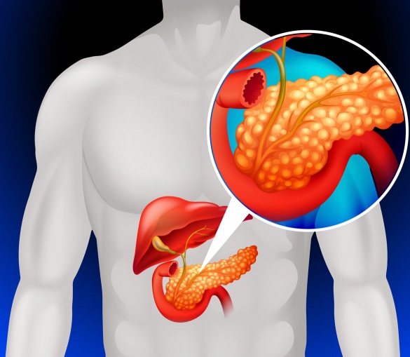 5 diabetes páncreas islotes