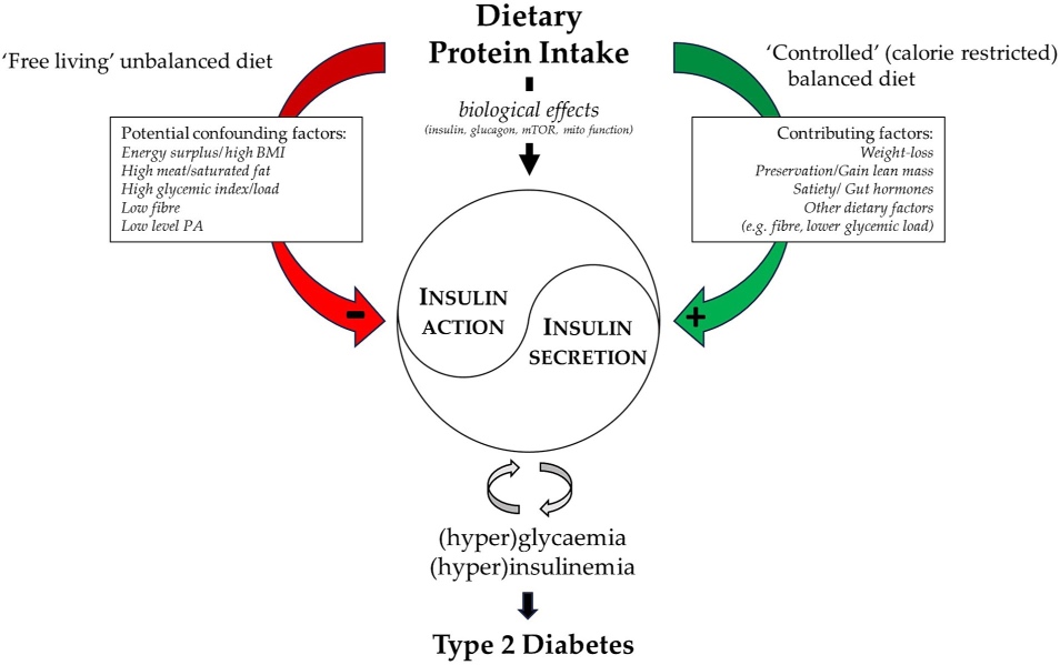 8 Diabetes proteínas