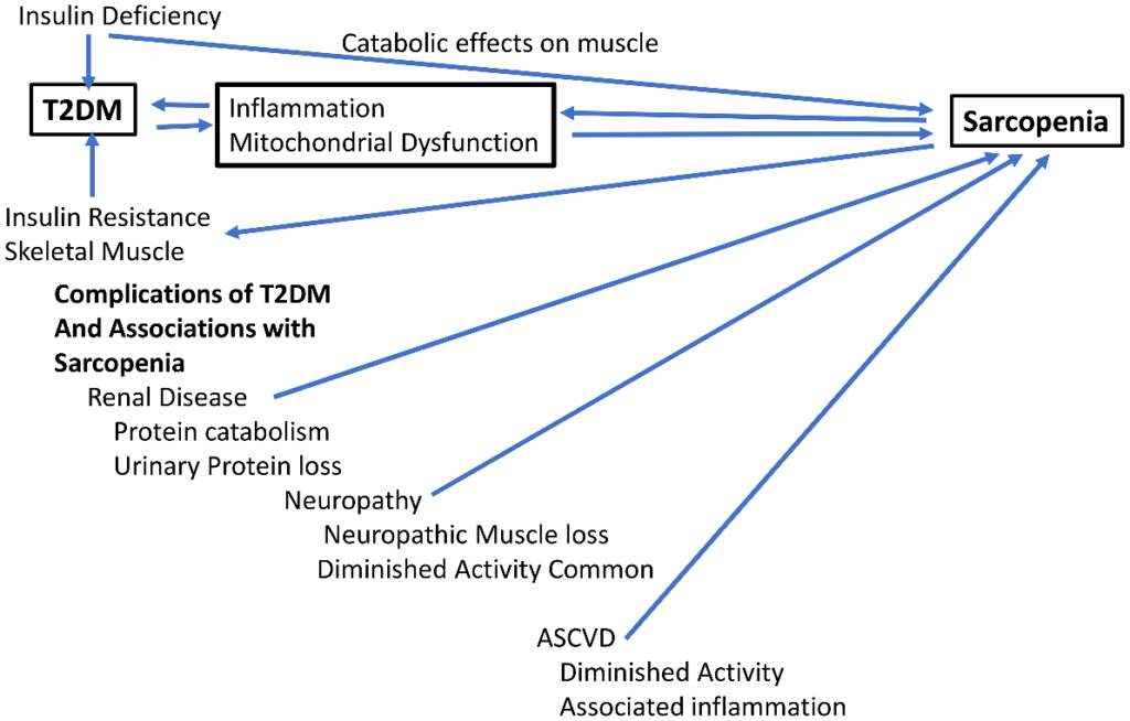 2 Diabetes sarcopenia