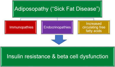 2 Obesidad diabetes riesgo cardiometabólico