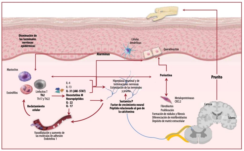 1 Dermatología Argentina 2 2025