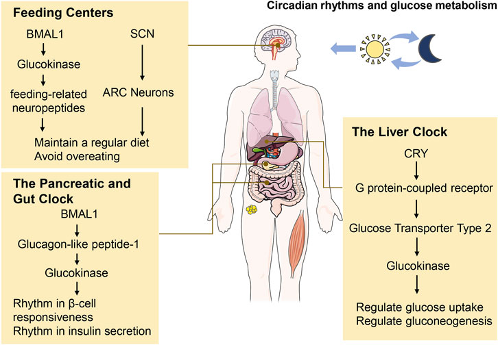 3 Diabetes ritmos circadianos