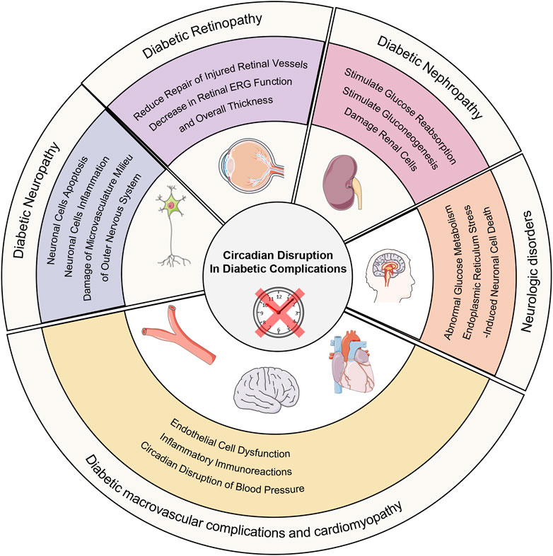 6 Diabetes ritmos circadianos