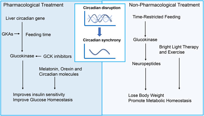 8 Diabetes ritmos circadianos