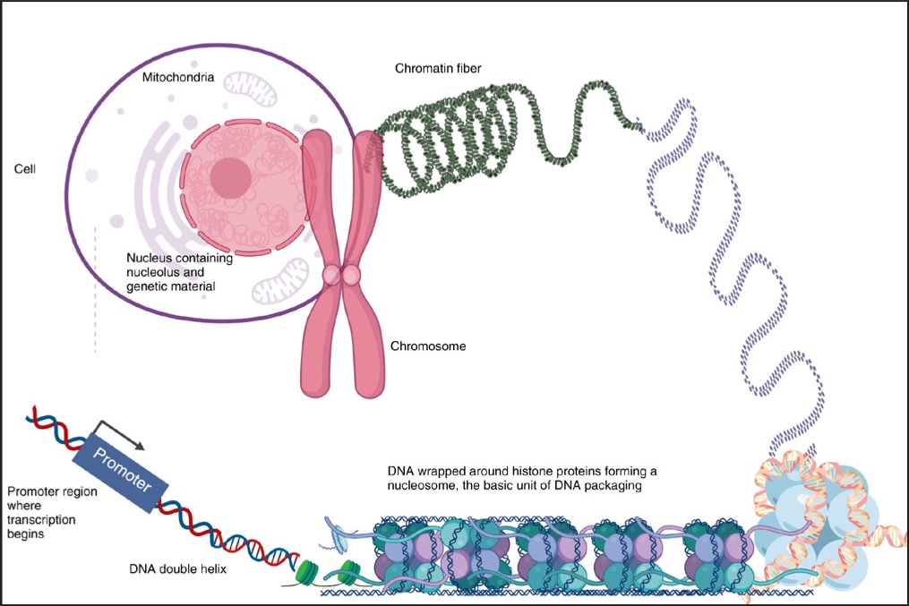2 Genética dermatología