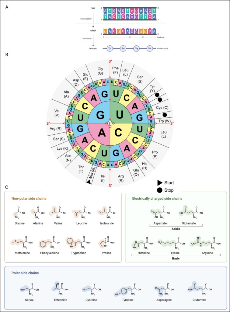 3 Genética dermatología