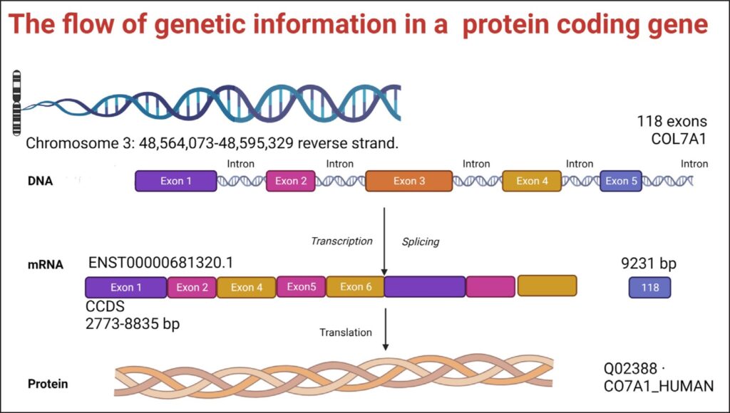 4 Genética dermatología