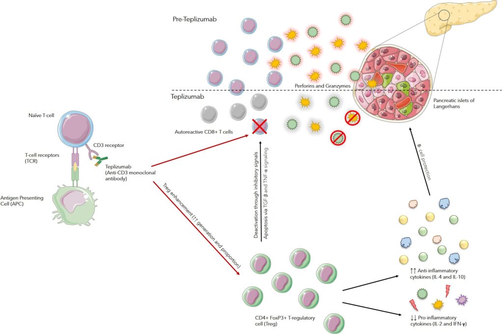 4 Teplizumab diabetes tipo 1