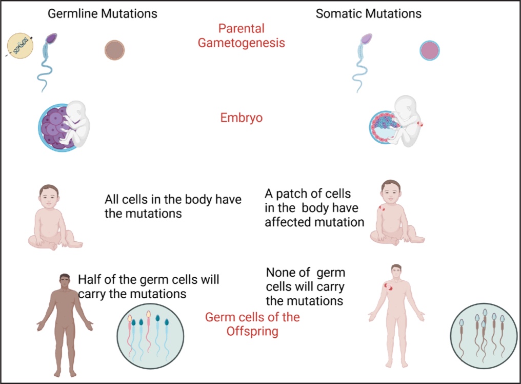 6 Genética dermatología