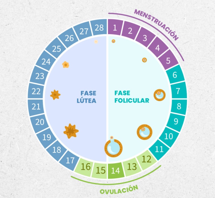 3 Ciclo menstrual diabetes