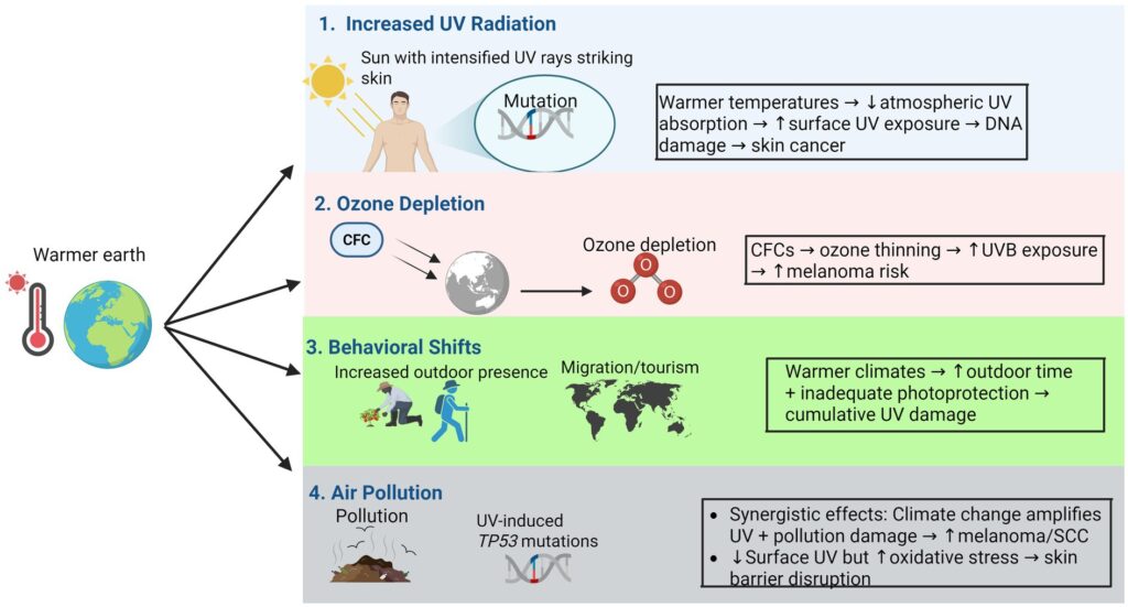 5 Cáncer piel cambio climático