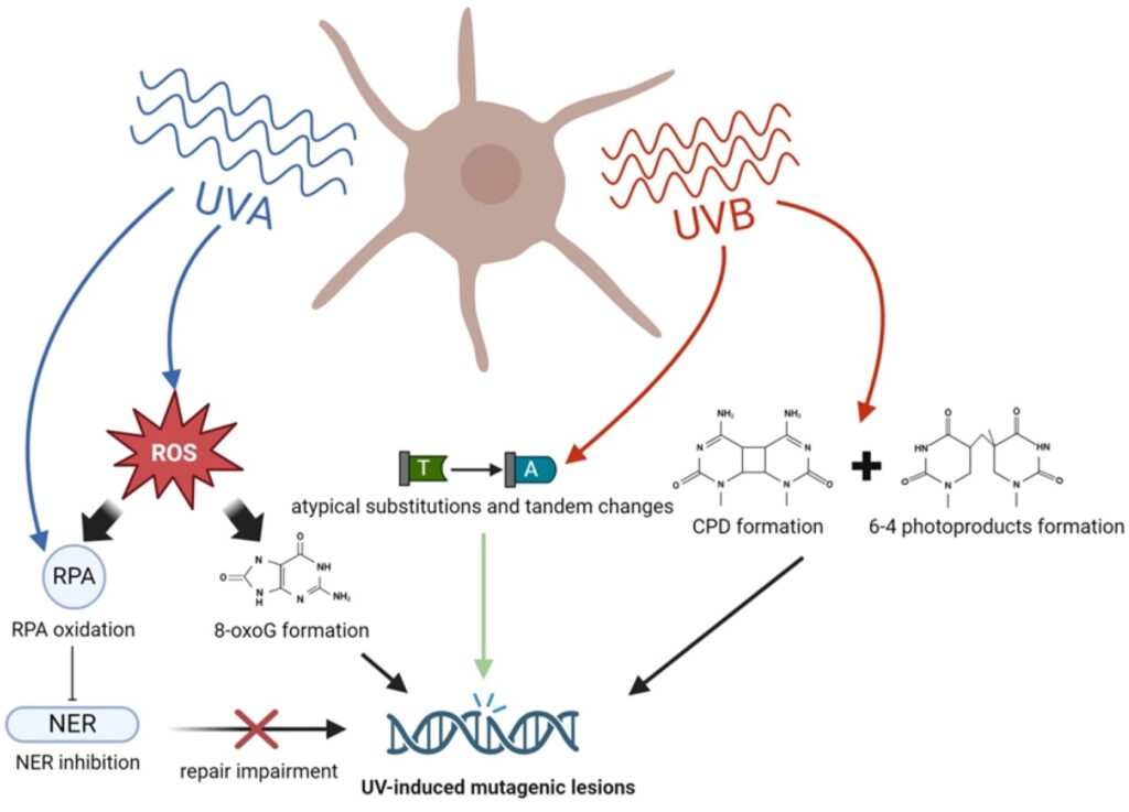 6 Melanoma rayos UV