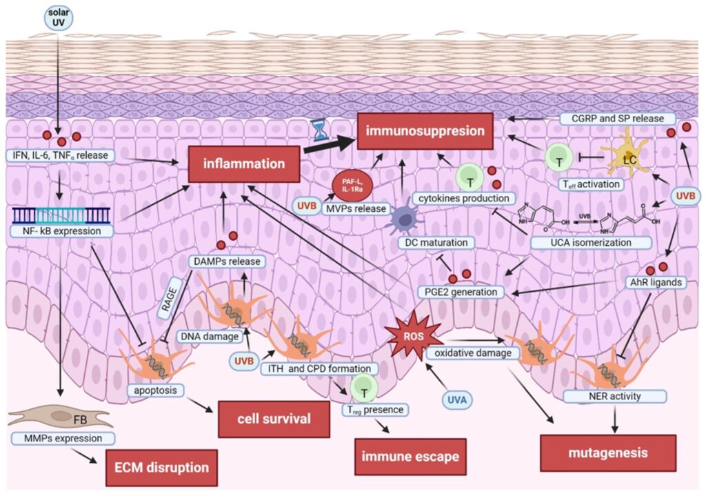 7 Melanoma rayos UV