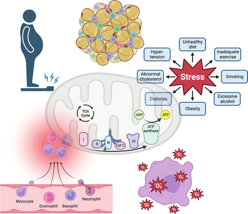 1 Inflamación sistémica y diabetes