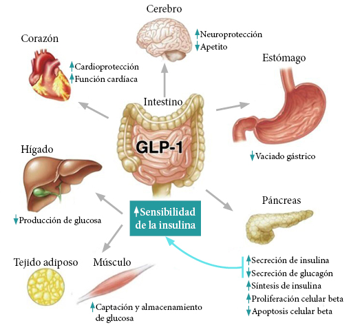 2 GLP-1 diabetes obesidad