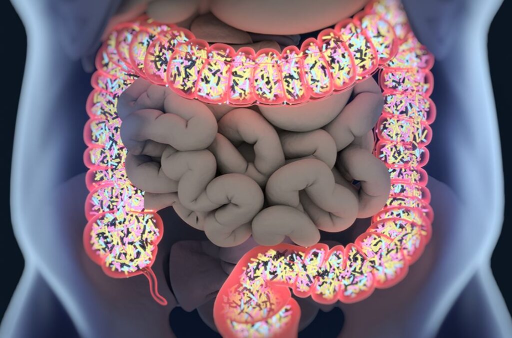 2 Microbiota intestinal y diabetes