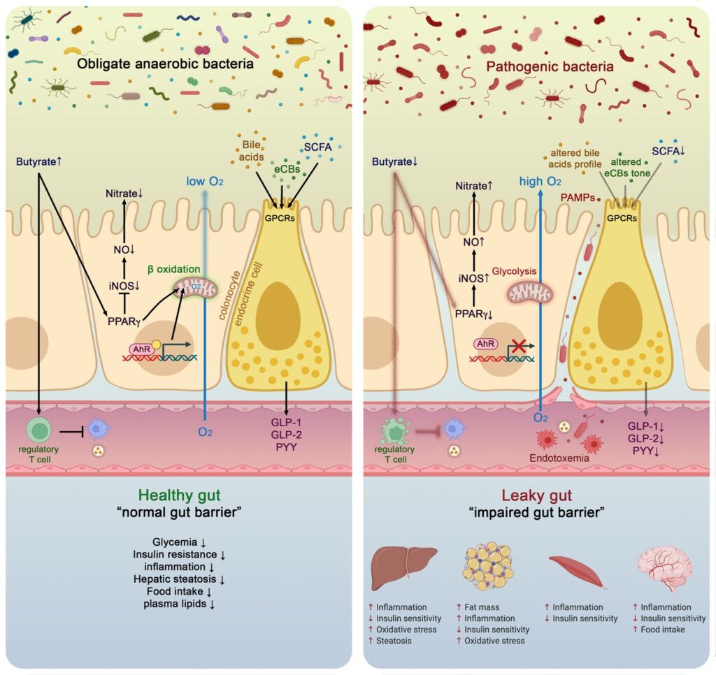 3 Microbiota intestinal y diabetes