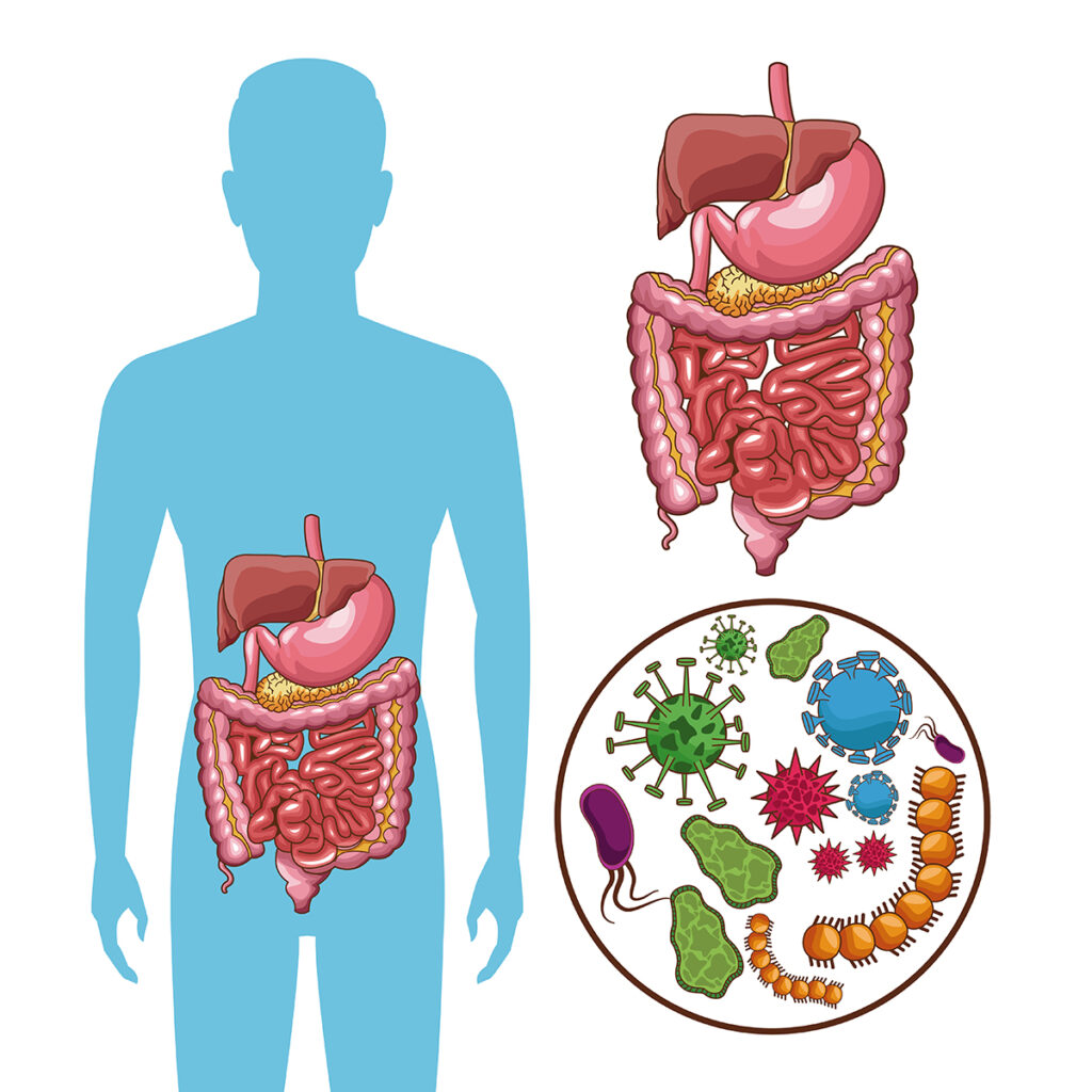 4 Microbiota intestinal y diabetes