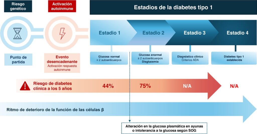 2 Cribado diabetes 1 fases preclínicas