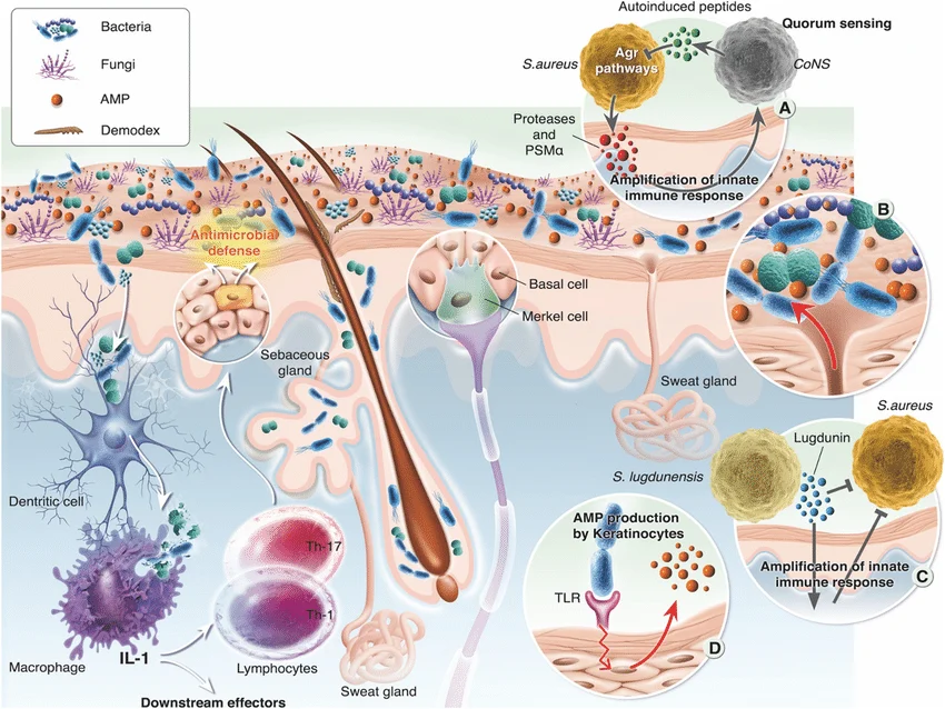 3 Microbioma cuero cabelludo alopecia.png