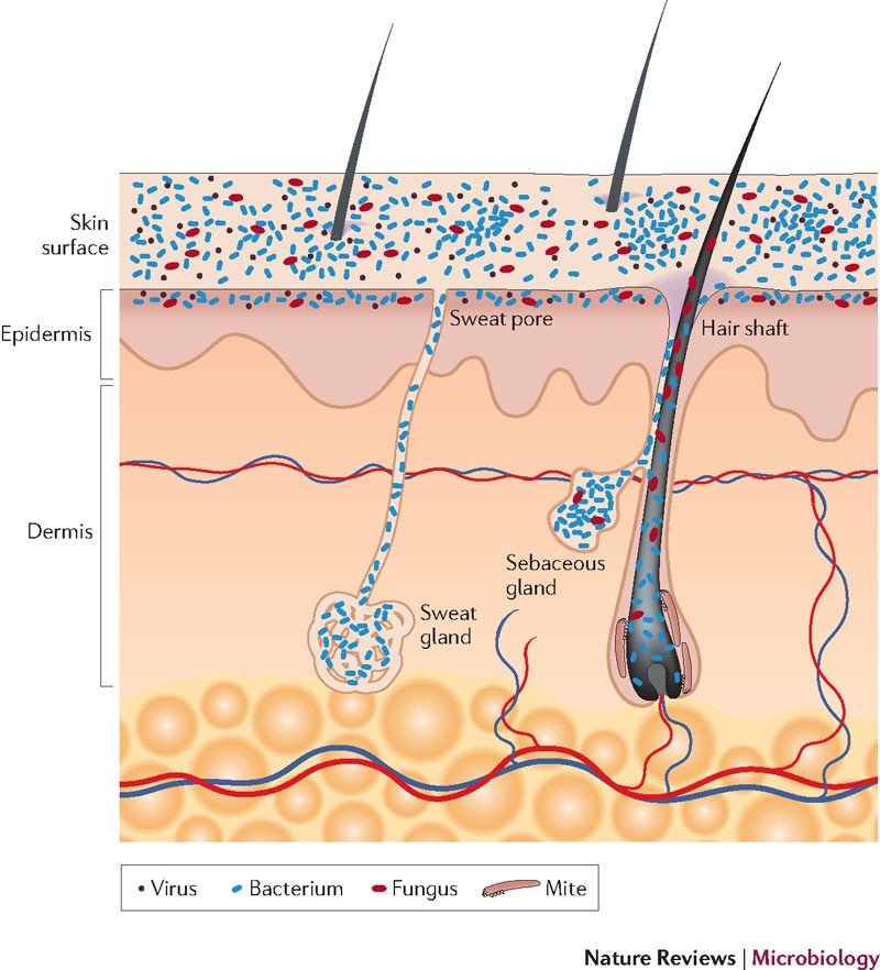 5 Microbioma cuero cabelludo alopecia