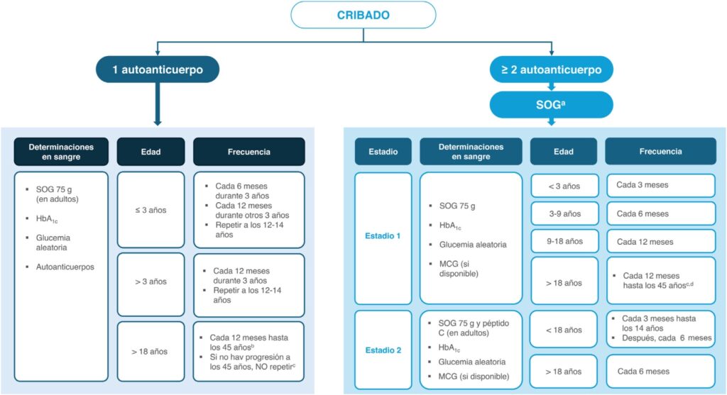 6 Cribado diabetes 1 fases preclínicas