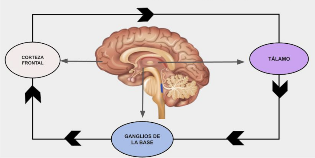 01 Dermatología Argentina 1 2026