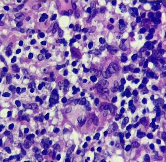 11 Dermatología Argentina 1 2026