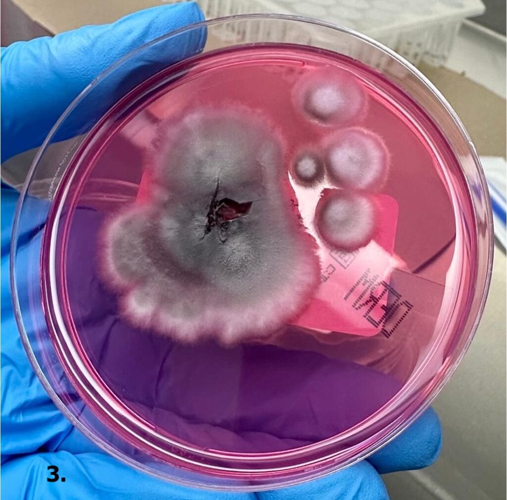 9 Dermatología Argentina 1 2026