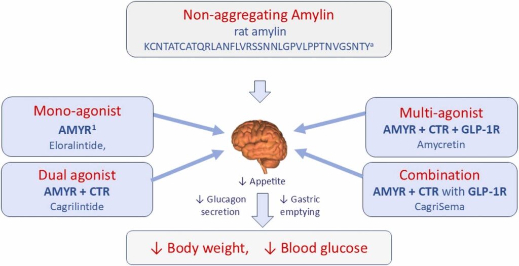 1 Análogos amilina obesidad diabetes
