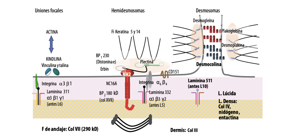 1 Enfermedades ampollares subepidérmicas autoinmunes