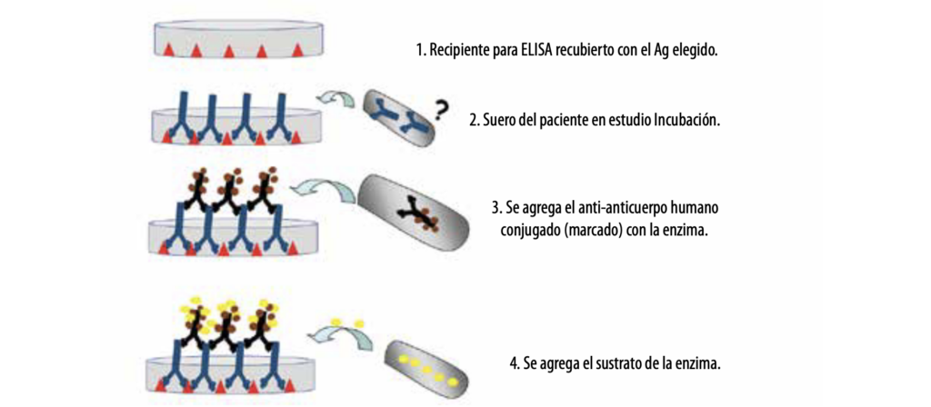 5 Enfermedades ampollares subepidérmicas autoinmunes