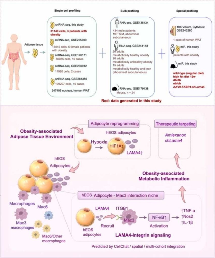 1 Obesidad inflamación tejido adiposo
