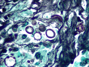 6 Dermatología Argentina 2 2026