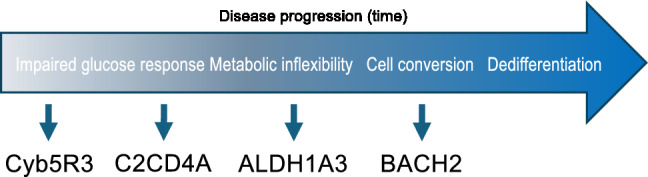 2 Diabetes tipo 2 desdiferenciación de la célula beta
