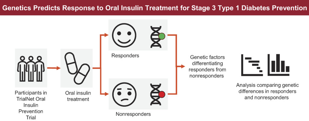 2 Diabetes tipo 1 genética y respuesta a la insulina oral